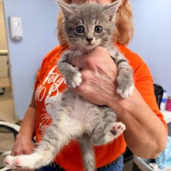 Chartreux and British Shorthair Cats Available for Adoption in Mount Vernon, Illinois - Chiclets | PetCurious