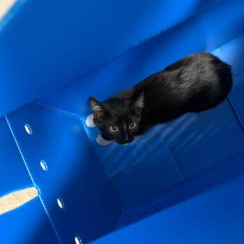 Chocopie -  Domestic Short Hair Cat for Adoption in Pasadena, California - Chocopie | PetCurious