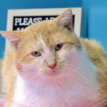 Domestic Short Hair Cats Available for Adoption in Newark, New Jersey - Ichigo | PetCurious