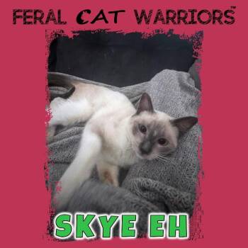 Domestic Short Hair Cats Available for Adoption in Kingman, Arizona - Skye EH | PetCurious