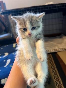 Slate 4 -  Domestic Short Hair Cat Available for Adoption in Glenfield, New York - Slate 4 | PetCurious