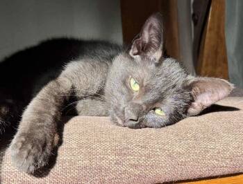 Rescue Domestic Short Hair Cats for Adoption in Chicago, Illinois - Kingston Bonded Pair With Venice | PetCurious