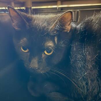 Jack -  Domestic Short Hair Cat for Adoption in Evansville, Indiana - Jack | PetCurious