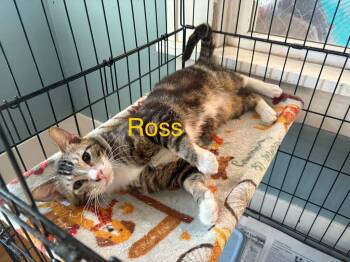 American Shorthair Cats Available for Adoption in El Dorado, Arkansas - Ross | PetCurious
