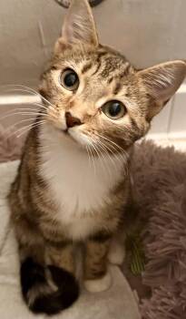 Lola and Roxanne -  Tabby Cat for Adoption in Leesburg, Virginia - Lola And Roxanne | PetCurious