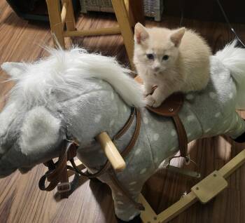 Domestic Short Hair Cats Available for Adoption in Zimmerman, Minnesota - Cornbread | PetCurious