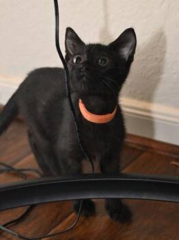 Michelangelo -  Bombay Cat for Adoption in Liverpool, Texas - Michelangelo | PetCurious