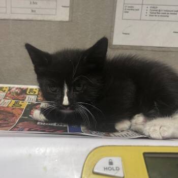 ussop -  Domestic Medium Hair Cat for Adoption in Yuma, Arizona - Ussop | PetCurious
