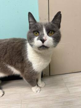 Domestic Short Hair Cats Available for Adoption - Cronch | PetCurious