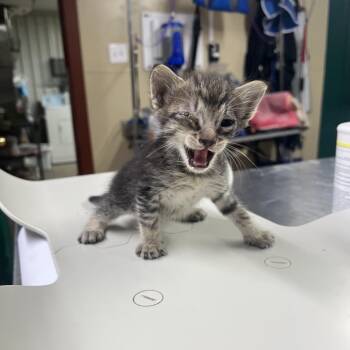 Ivy -  Domestic Short Hair Cat for Adoption in Pauls Valley, Oklahoma - Ivy | PetCurious