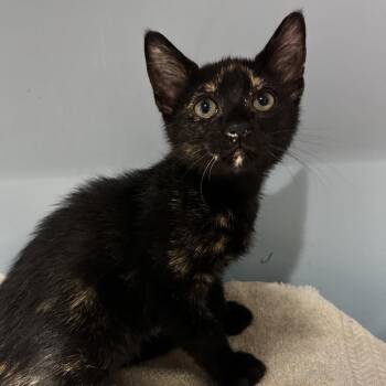 Mary -  Domestic Short Hair Cat for Adoption in Chattanooga, Tennessee - Mary | PetCurious