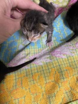 MELODY -  Domestic Short Hair Cat for Adoption in Palmetto, Florida - MELODY | PetCurious