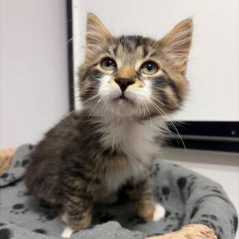 Trigger -  Domestic Medium Hair Cat for Adoption in Puslinch, Ontario - Trigger | PetCurious