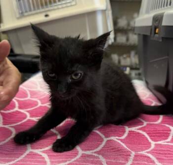 Monarch -  Domestic Medium Hair Cat for Adoption in Oakland, California - Monarch | PetCurious