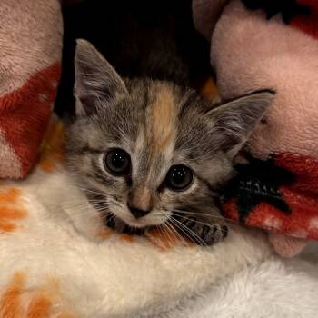 Rescue Domestic Short Hair Cats for Adoption in Long Beach, California - GInny | PetCurious