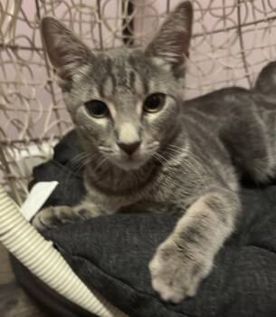 Gabby -  Domestic Short Hair Cat for Adoption - Gabby | PetCurious
