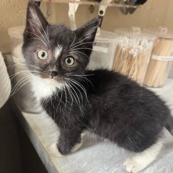 Pablo -  Domestic Short Hair Cat for Adoption in Lewisburg, West Virginia - Pablo | PetCurious