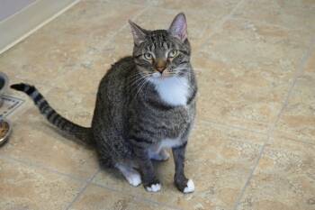 Rescue Domestic Short Hair Cats for Adoption in Fountain Hills, Arizona - Gabriel Maverick | PetCurious