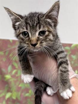 BANANA BOAT -  Domestic Short Hair Cat for Adoption in San Antonio, Texas - BANANA BOAT | PetCurious