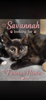 Savannah -  Domestic Short Hair Cat for Adoption in Dalworthington Gardens, Texas - Savannah | PetCurious