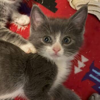 Calcifer -  Domestic Short Hair Cat for Adoption in Colorado Springs, Colorado - Calcifer | PetCurious