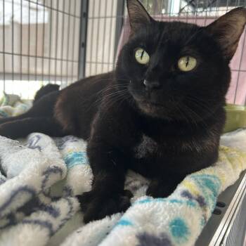 Bo Peep -  Domestic Short Hair Cat for Adoption in St. Louis, Missouri - Bo Peep | PetCurious