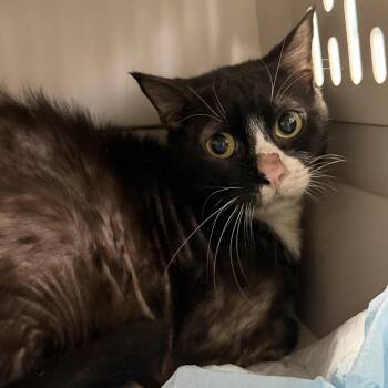 Grape Kool-Aid -  Tuxedo and Domestic Short Hair Cat for Adoption in Columbia, South Carolina - Grape Kool-Aid | PetCurious