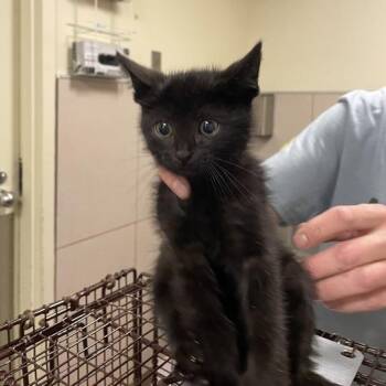 Adam -  Domestic Long Hair Cat for Adoption in Chicago, Illinois - Adam | PetCurious