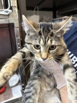 Rescue Domestic Short Hair Cats for Adoption in Morristown, New Jersey - Donald | PetCurious
