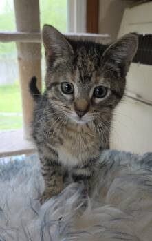 Domestic Short Hair Cats Available for Adoption in Harrison, Michigan - LILY | PetCurious