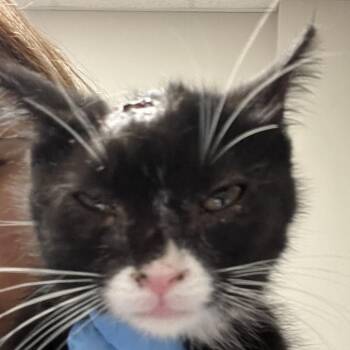 Milagros -  Domestic Short Hair Cat for Adoption in Yuma, Arizona - Milagros | PetCurious