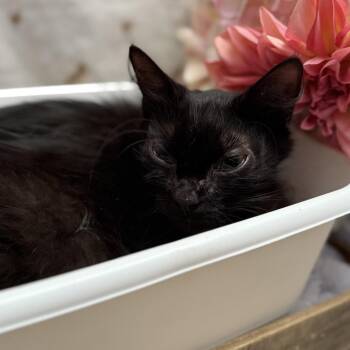 Momma Kate -  American Shorthair Cat for Adoption in Newberg, Oregon - Momma Kate | PetCurious