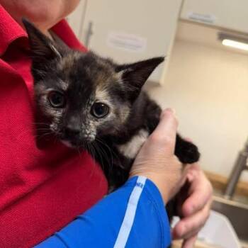 Elizabeth Drinker -  Domestic Short Hair Cat for Adoption in Shinnston, West Virginia - Elizabeth Drinker | PetCurious