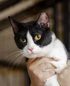 Parsley -  Domestic Short Hair Cat for Adoption in Marana, Arizona - Parsley | PetCurious