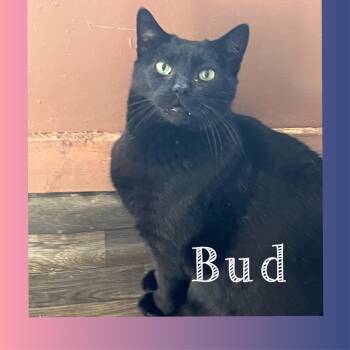 Rescue Domestic Short Hair Cats for Adoption in Winchester, Virginia - Bud | PetCurious