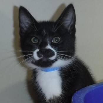 Bobo - So Cute -  Tuxedo Cat for Adoption in Hoquiam, Washington - Bobo - So Cute | PetCurious