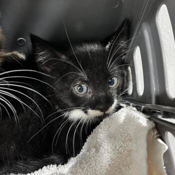 Domestic Short Hair Cats Available for Adoption in Tampa, Florida - Smith | PetCurious