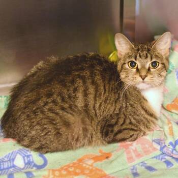 Sarabi -  Domestic Short Hair Cat for Adoption in Belleville, Illinois - Sarabi | PetCurious