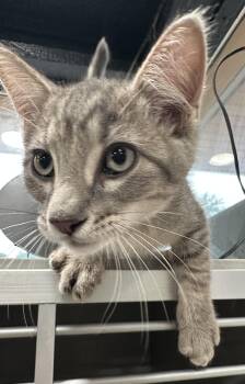 August -  Domestic Short Hair Cat for Adoption in Webster City, Iowa - August | PetCurious
