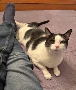 Donny -  Domestic Short Hair Cat Available for Adoption in Hoyleton, Illinois - Donny | PetCurious