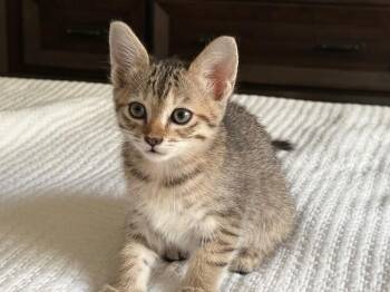Cheddar - Cheese Litter -  Tabby Cat for Adoption in Anthem, Arizona - Cheddar - Cheese Litter | PetCurious
