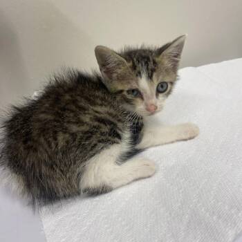 Zip -  Domestic Short Hair Cat for Adoption in Chattanooga, Tennessee - Zip | PetCurious