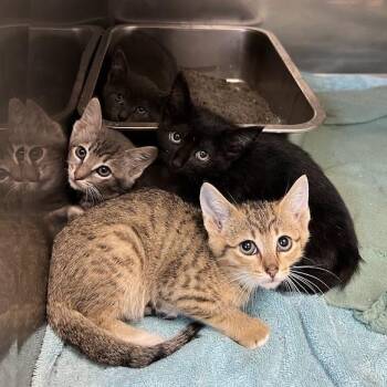 Merlot -  Domestic Short Hair Cat for Adoption in Redwood City, California - Merlot | PetCurious