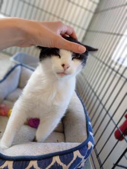 Domestic Short Hair Cats Available for Adoption in Saint James, Minnesota - Bert | PetCurious