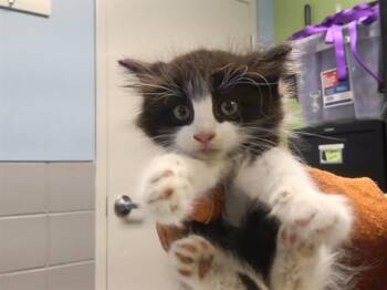 CUTIE -  Domestic Medium Hair and Domestic Short Hair Cat for Adoption in Omaha, Nebraska - CUTIE | PetCurious