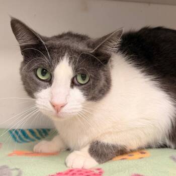 Percy -  Domestic Short Hair Cat for Adoption in Duncan, Oklahoma - Percy | PetCurious
