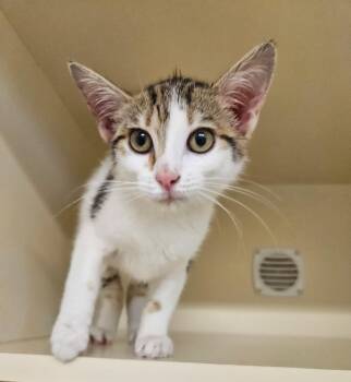 Geraldine -  Domestic Short Hair Cat for Adoption in Bloomington, Indiana - Geraldine | PetCurious