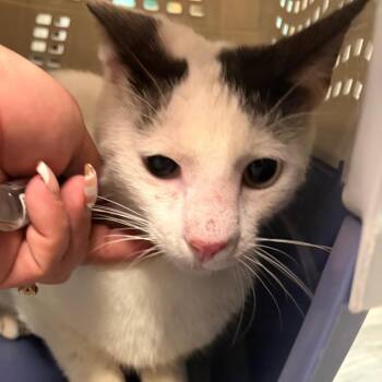 Domestic Short Hair Cats Available for Adoption in Lake Jackson, Texas - Tito | PetCurious