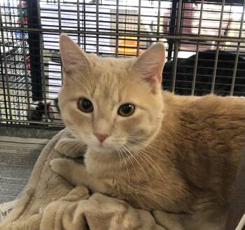 Domestic Short Hair Cats Available for Adoption in Parma, Ohio - Sandy | PetCurious