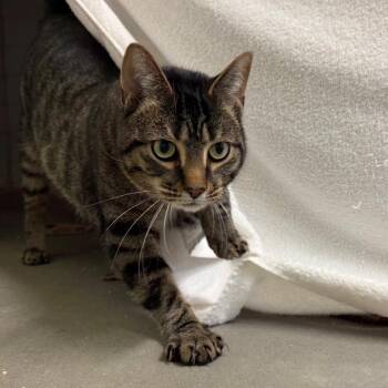 Blue and Lily -  Domestic Short Hair Cat for Adoption in Pittsburgh, Pennsylvania - Blue And Lily | PetCurious